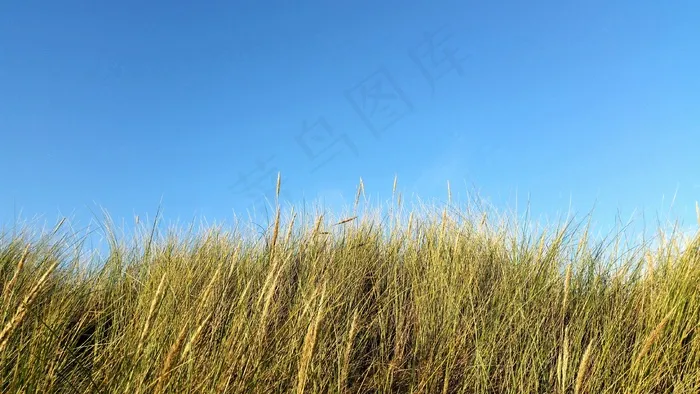 沙丘，草，沙丘草，荷兰，海岸，芦苇