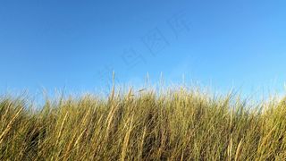 沙丘，草，沙丘草，荷兰，海岸，芦苇