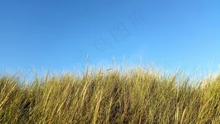 沙丘，草，沙丘草，荷兰，海岸，芦苇