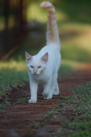 猫，步行，宠物，动物，哺乳动物，年轻，可爱