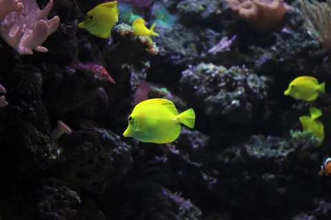 神仙鱼,鱼,海,海洋,水下,动物 神仙鱼,鱼,海,海洋,水下,动物