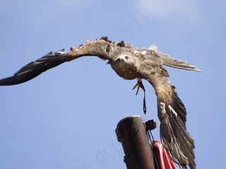 鹰，动物，猛禽，鸟
