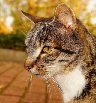 猫，头，肖像，宿醉，猫脸，猫的眼睛