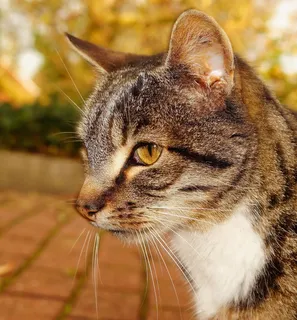 猫,头,肖像,宿醉,猫脸,猫的眼睛 猫,头,肖像,宿醉,猫脸,猫的眼睛