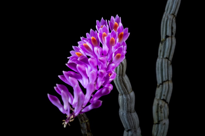 野生兰花，兰花，开花，花，紫色