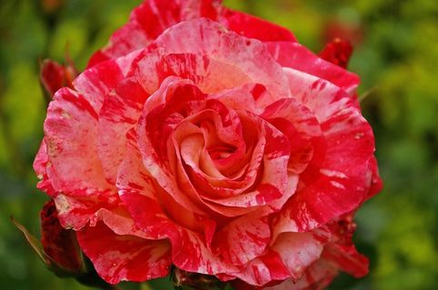 玫瑰，花园玫瑰，画家玫瑰，多色