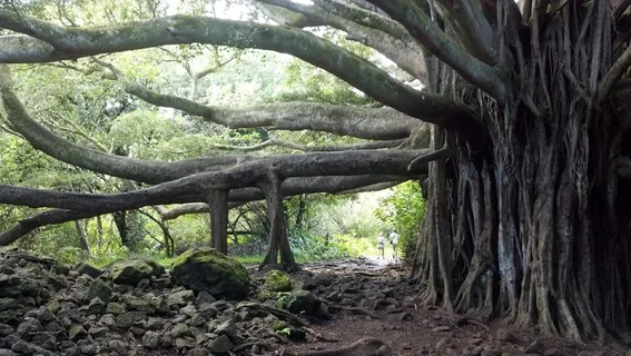 榕树，树，毛伊岛，夏威夷，榕树，海滩