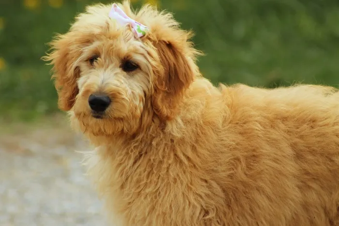 贵宾犬，狗，犬，宠物，动物，涂鸦，金