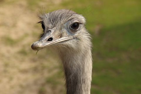 丽亚鸟，花束，头，比尔，不会飞的鸟