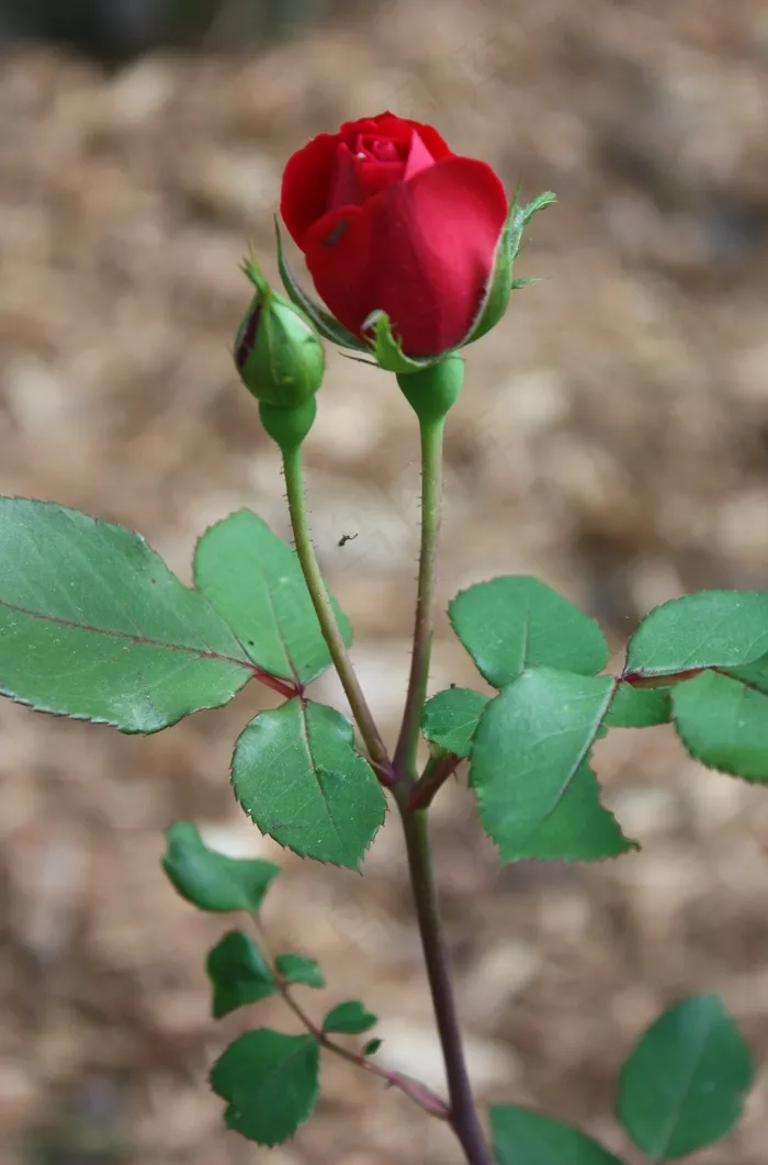 玫瑰，玫瑰花蕾，花，花的，植物区系，叶子，植物