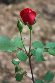 玫瑰，玫瑰花蕾，花，花的，植物区系，叶子，植物