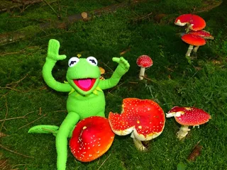 飞木耳，蘑菇，红飞木耳，有毒