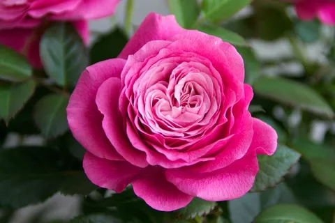 玫瑰,玫瑰,鲜花,开花,玫瑰绽放 玫瑰,玫瑰,鲜花,开花,玫瑰绽放