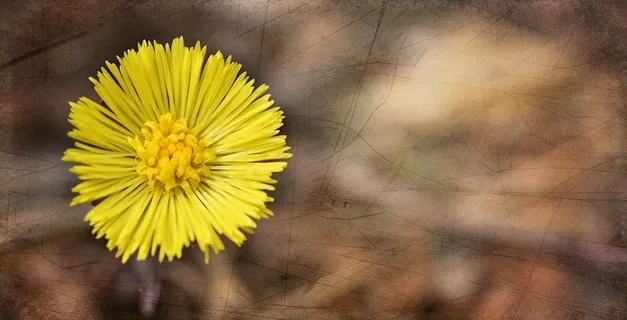 Tussilago Farfara，花，植物，黄色，开花