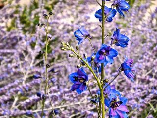 翠雀，花，蓝色，春天，夏天，场，花园