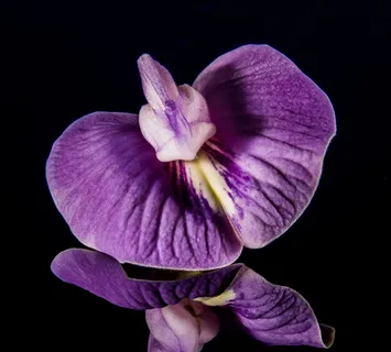 小花,花,紫,紫色,关闭 小花,花,紫,紫色,关闭