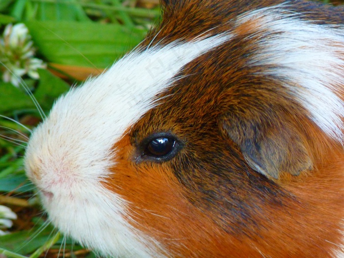 海猪之家，Cavia Porcellus，海猪，甲鱼科