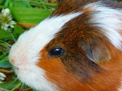 海猪之家，Cavia Porcellus，海猪，甲鱼科