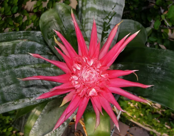 凤梨科，植物，花