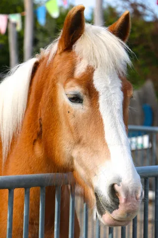 马，篱笆，鬃毛，头