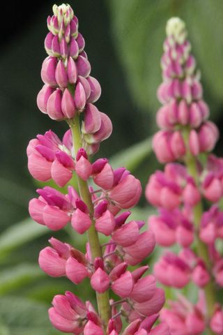 羽扇豆，花，花园，自然，粉红色，园艺，夏天