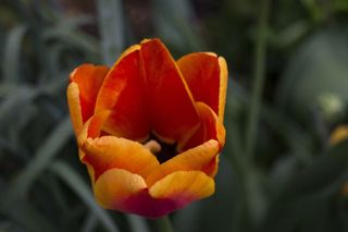 郁金香，花，橙色，多年生，春天，花的，盛开