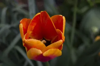 郁金香，花，橙色，多年生，春天，花的，盛开