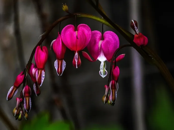 Herzerlstrauch，心脏出血，花