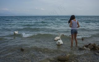 人，喂养，女孩，天鹅，鸟类，鸭，自然