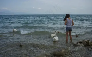 人，喂养，女孩，天鹅，鸟类，鸭，自然