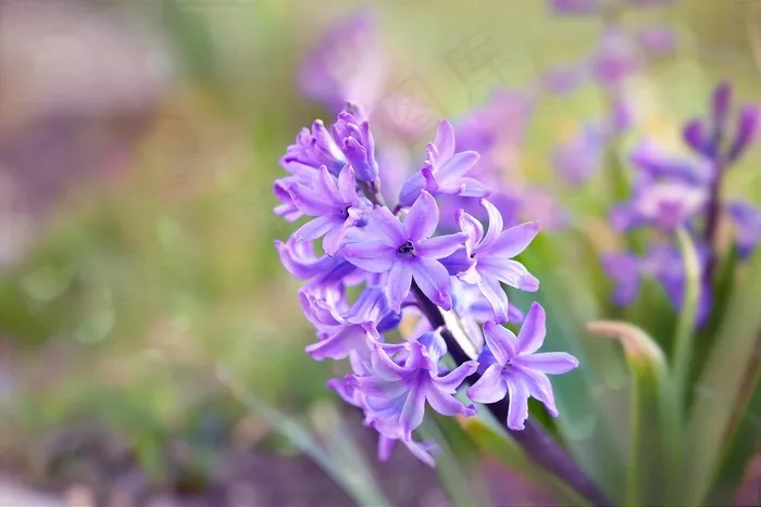 风信子，花，春天的花朵，香花