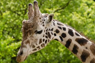 长颈鹿，动物，动物园，可爱，拓荒，野生动物园，非洲，眼睛