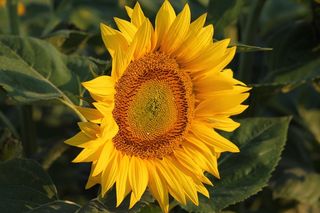 向日葵，黄色，植物，向日葵