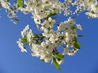 樱桃树，开花，天空，云，盛开