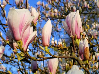 郁金香木兰，鲜花，Magnoliengewaechs