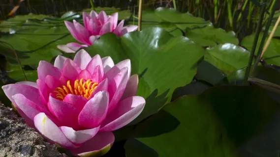 Nuphar Lutea,粉红色,叶子,开花,盛开,明亮 Nuphar Lutea,粉红色,叶子,开花,盛开,明亮