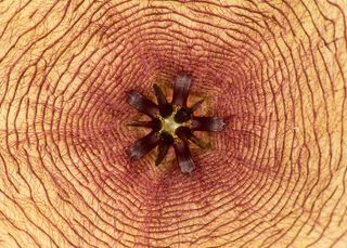 花，对称性，中心，几何，宏，抽象