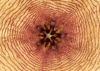 花，对称性，中心，几何，宏，抽象