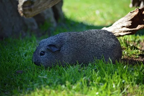 豚鼠，年轻的动物，光滑的头发