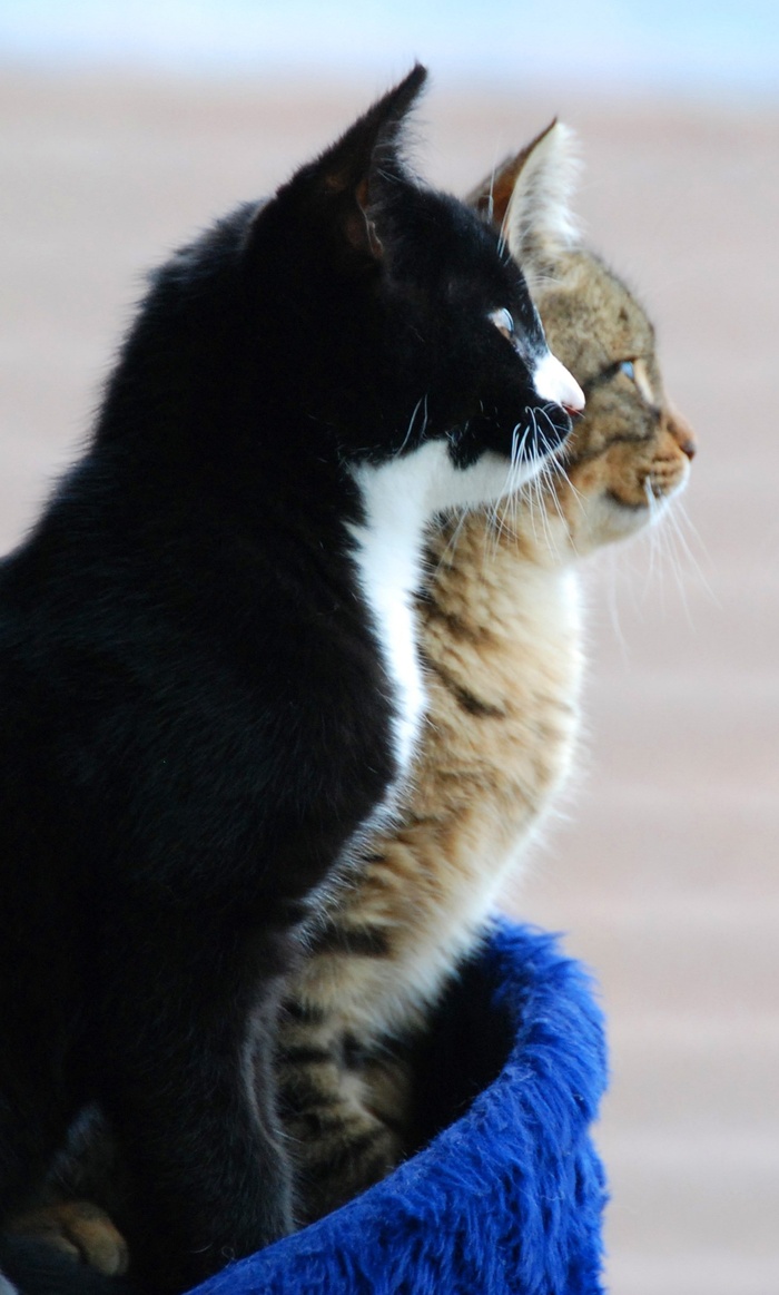 猫，宠物，猫脸