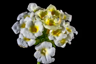 花，开花，黄白，关闭