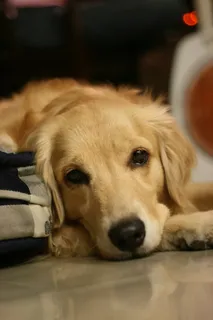 狗,金列犬,宠物,狗 狗,金列犬,宠物,狗