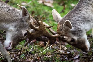 小鹿，赫希，森林