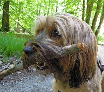 大自然，森林，狗，头，轮廓，鼻子，地板