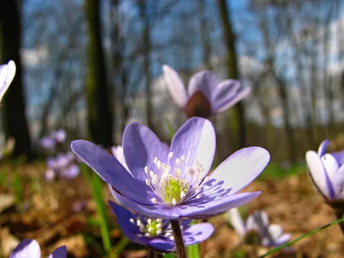 花，开花，颜色，紫，丁香，树林，季节