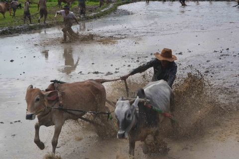 Pacu Jawi,Tradisional,印度尼西亚,牛,母牛,拉 Pacu Jawi,Tradisional,印度尼西亚,牛,母牛,拉