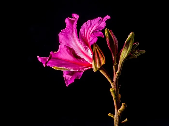 开花，花，紫色，明亮