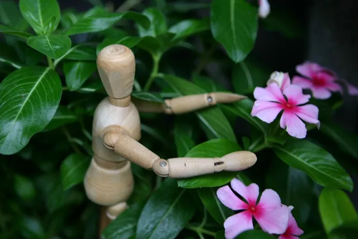 长春，花，木制雕像，木偶