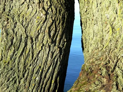 橡树，树，部落，树皮，自然