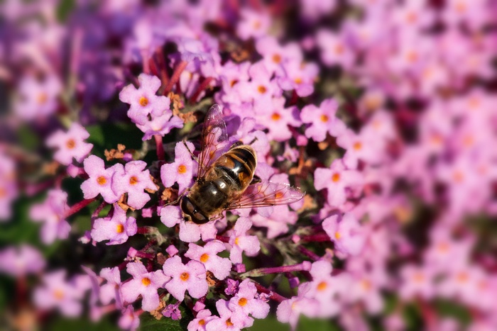 Buddleja Davidii，蝴蝶布什，Hoverfly，丁香